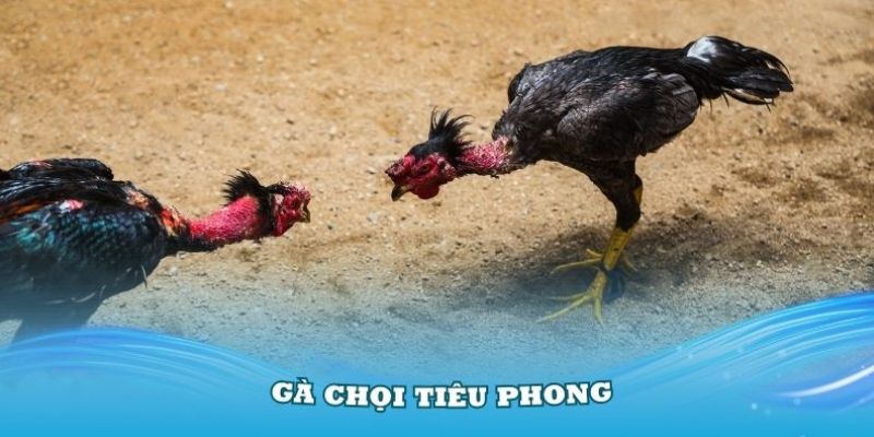 huong dan dao tao ga choi tieu phong de chien thang lon